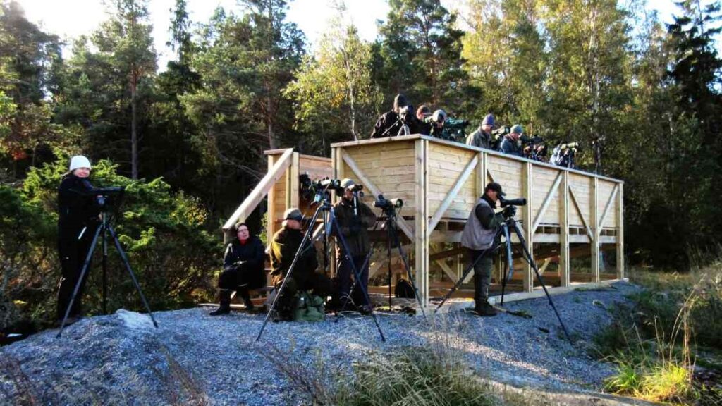 Rihtniemen lintulava Juha Salminen 2014 web laajakulma